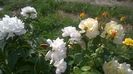 WP_20150604_08_41_21_Pro
