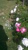 WP_20150606_09_43_24_Pro