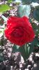 WP_20150609_10_07_56_Pro