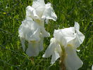 iris florentina