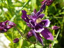 aquilegia Winky Purple & White