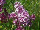 liliac Josee