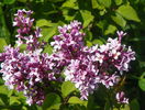liliac Josee