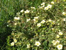 potentilla Primrose Beauty