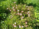 potentilla Lovely Pink