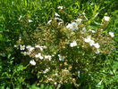 potentilla Abbotswood