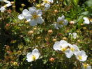 potentilla Abbotswood