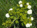 viburnum opulus roseum