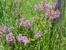 syringa superba