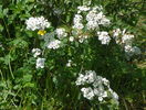 spiraea vanhouttei