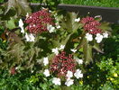 viburnum sarg. Onondaga
