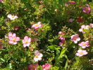 potentilla Lovely Pink
