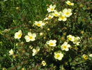 potentilla Primrose Beauty