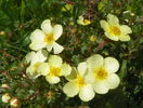 potentilla Primrose Beauty