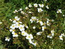 potentilla Abbotswood