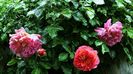 DSC02039