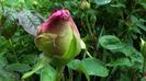 DSC02051
