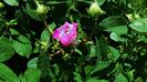 DSC02093