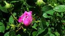 DSC02096