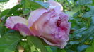 DSC02158