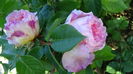 DSC02160