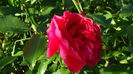 DSC02203