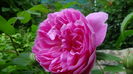 DSC02242