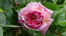 DSC02455