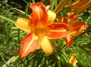 Hemerocallis Frans Hals (2015, July 16)