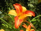 Hemerocallis Frans Hals (2015, July 16)