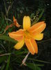 Hemerocallis Frans Hals (2015, Aug.03)