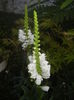 Physostegia virginiana Alba ('15,Jul.14)
