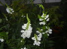 Physostegia virginiana Alba ('15,Jul.15)