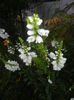 Physostegia virginiana Alba ('15,Jul.15)