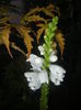 Physostegia virginiana Alba ('15,Jul.15)