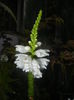 Physostegia virginiana Alba ('15,Jul.15)