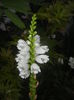 Physostegia virginiana Alba ('15,Jul.19)