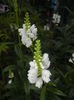 Physostegia virginiana Alba ('15,Jul.19)