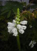 Physostegia virginiana Alba ('15,Jul.19)