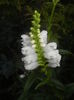 Physostegia virginiana Alba ('15,Jul.19)