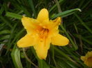 Hemerocallis Stella de Oro (2015, Aug.03)