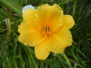 Hemerocallis Stella de Oro (2015, Aug.06)