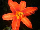 Hemerocallis Red (2015, July 15)