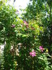 DSC02239