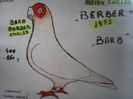 BERBER sau INDIANUL ENGLEZ