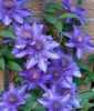 clematis-multi-blue