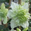 clematis_florida_alba_plena