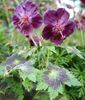 G samobor frunze zbârcite cu semne violet, flori negru-violet. Inaltime 50 cm.W5096