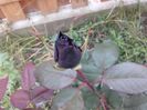 nr.4-Black Baccara
