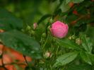 DSCN8534
